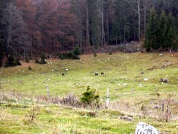 Troupeau de Chamois